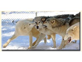 Wild Spirit Wolf Sanctuary Photo Tour