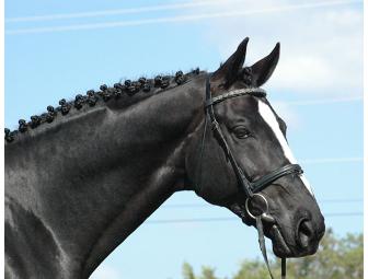 Breed Your Next Champion Horse!