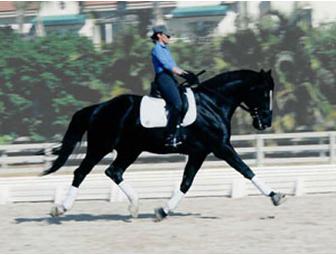 Breed Your Next Champion Horse!