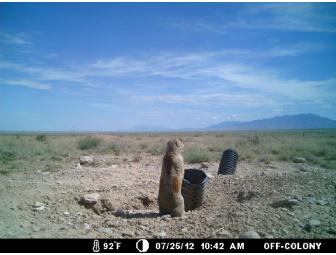 Prairie Dog Pals Burrow Sponsorship and Relocation Field Trip for Four plus gifts!