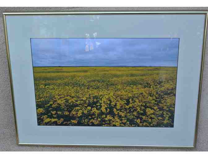'Sunflower Fields Forever' Photograph by Tom Spross
