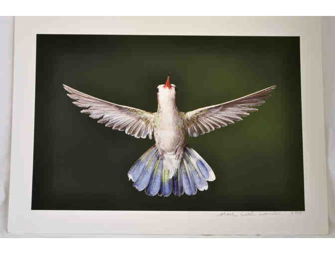 Hummingbird Photo Set by Mark Lender from 'Living on Earth' (1 of 2)