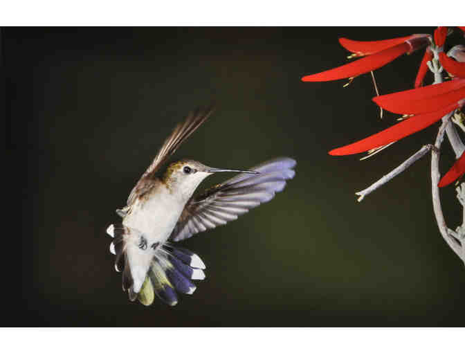 Hummingbird Photo Set by Mark Lender from 'Living on Earth' (1 of 2)