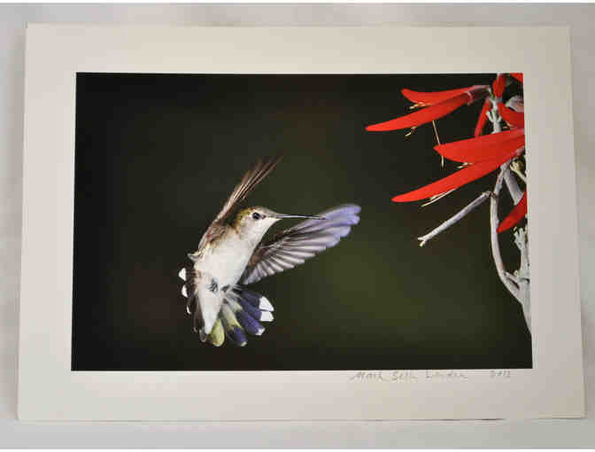 Hummingbird Photo Set by Mark Lender from 'Living on Earth' (2 of 2)