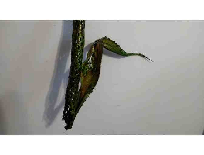 Desert in Decay Sculpture 'Lilibelle' - approx. 5' long