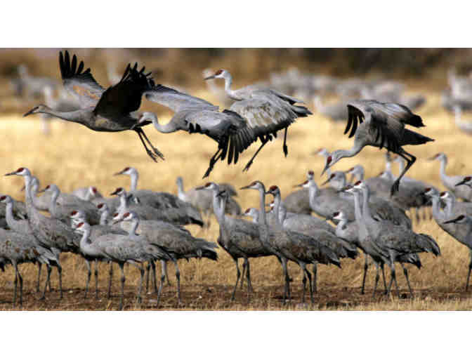 Sand Hill Cranes Viewing near Wilcox with Eb Eberlein on 4 January 2020 (#1)