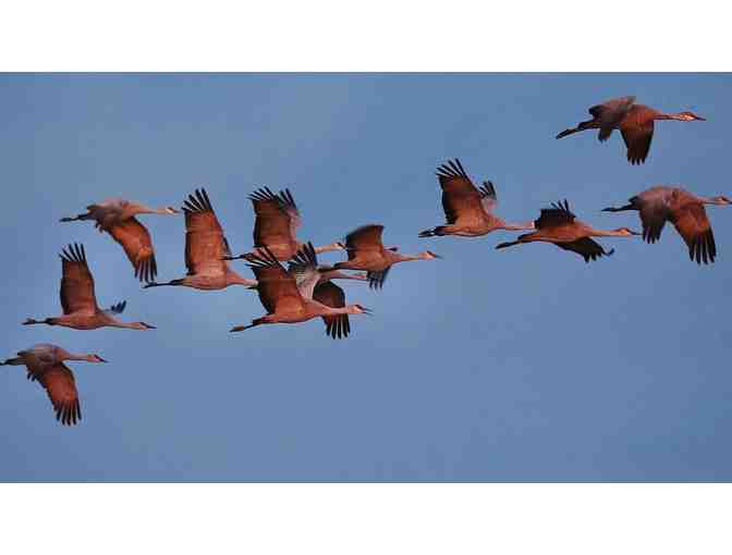 Sand Hill Cranes Viewing near Wilcox with Eb Eberlein on 4 January 2020 (#2)