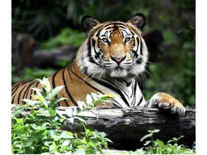 Up Close & Personal Tiger Experience in St. Genevieve Missouri with a 3-Night Stay for (2)
