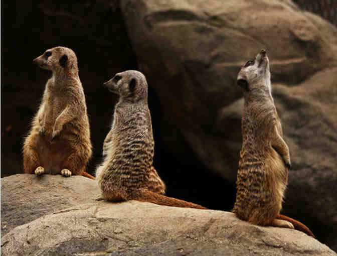 4 Los Angeles Zoo Tickets with exclusive 'Behind the Scenes' Tour and animal meeting!
