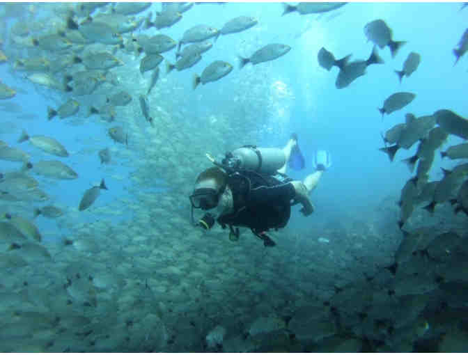 Underwater Adventure for 4 - SNUBA, Scuba Diving or Discovery Scuba Diving - Photo 5