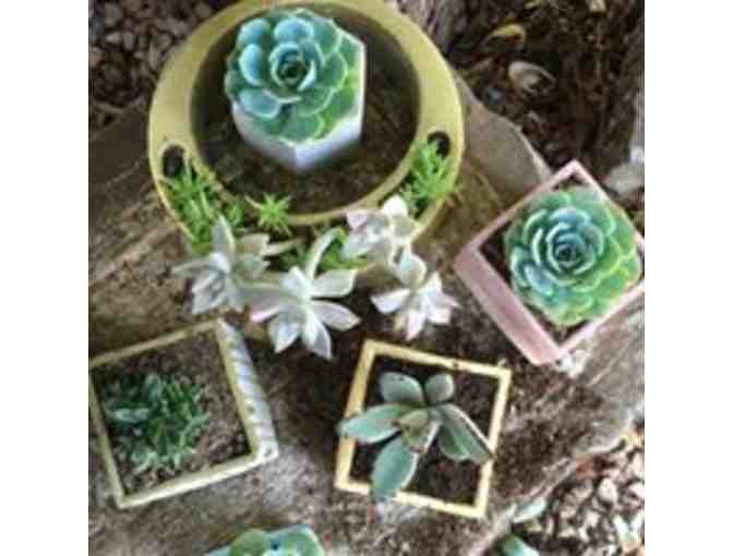 Brunch for 4 @ Pots & Bowls & Take Home 6 Succulent Plants; Grande, Costa Rica - Photo 2