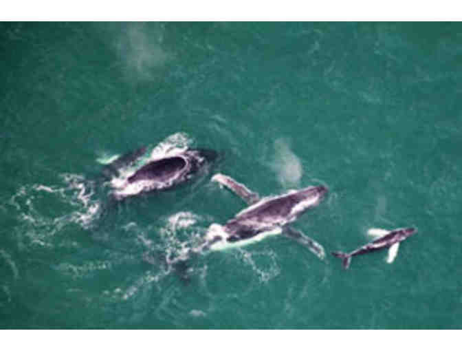 AutoGyro America-20 minute Ultralight Gyrocopter Tour along the Golden Coast of Costa Rica