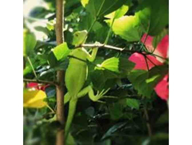 One Night Stay in a Luxury African Safari Tent at Libelula Lounge in Playa Potrero