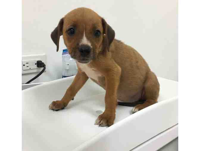 Annual Wellness Package for Your Pet by Hospital Tranquila Vet; Huacas