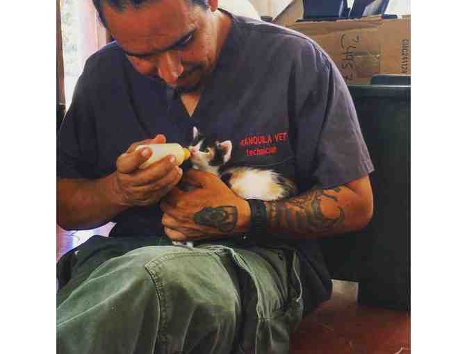 Alternative Medicine Package for Your Pet by Hospital Tranquila Vet; Huacas