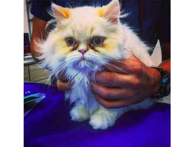 Alternative Medicine Package for Your Pet by Hospital Tranquila Vet; Huacas