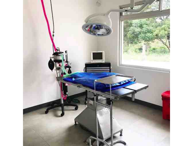 Alternative Medicine Package for Your Pet by Hospital Tranquila Vet; Huacas