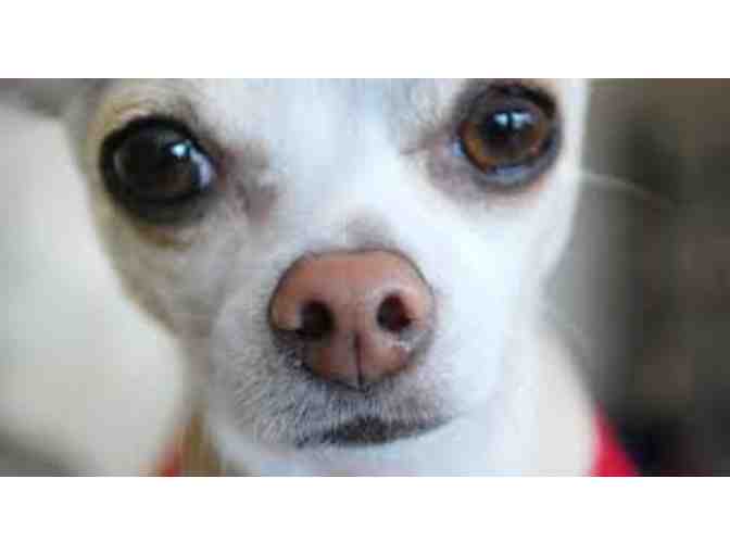 Wet Nose Mobile Dog Groomers