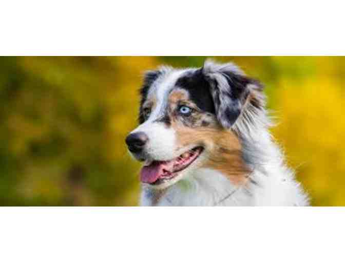 Wet Nose Mobile Dog Groomers