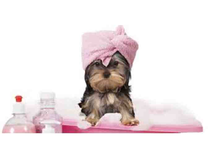 Wet Nose Mobile Dog Groomers