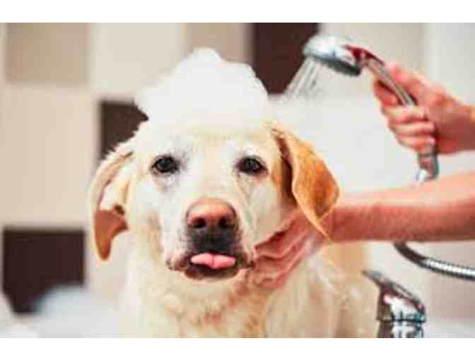 Wet Nose Mobile Dog Groomers