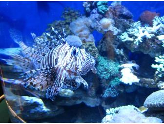 Aquarium of the Pacific - TWO PASSES FOR FREE ADMISSION!