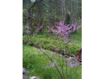 One Week in Yosemite Vacation Home - 7 days/6 Nights