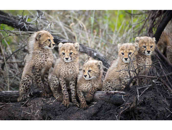 SOUTH AFRICAN PHOTO SAFARI FOR SIX-NIGHTS FOR TWO