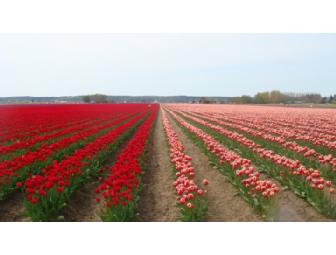 5 Hours Design Consulting with Indulge Design