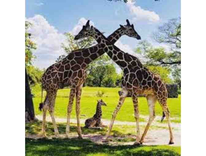 Zoo Miami - 4 Passes