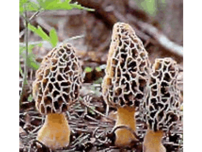 Morel Hunt with Leif Sporck and Catered Dinner in Your Home for 12 with Abra Berens