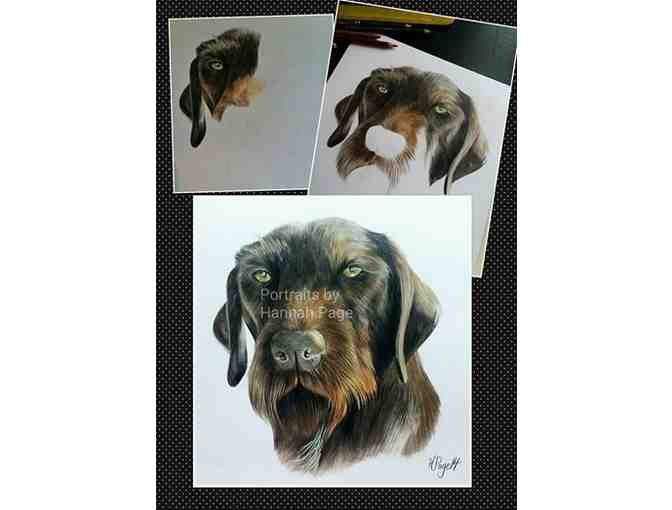 8x8 Hand Drawn Color Portrait of Your Pet by Hannah Page
