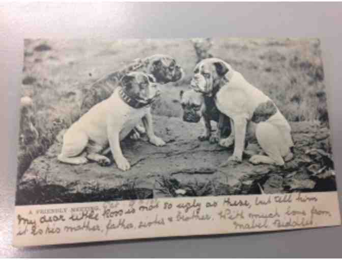 Bulldog Postcard from 1902 - Framed