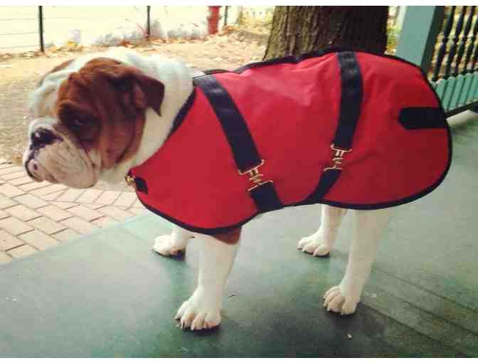 Bulldog Winter Coat!