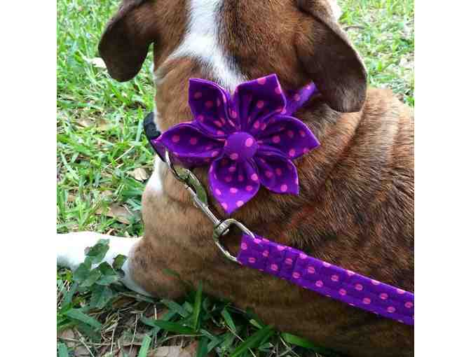 Flower Collar and Leash for Bulldogs