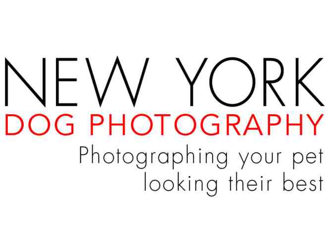 New York Dog Photography - Dog photo