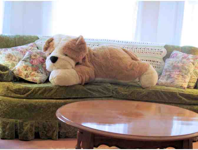 Bulldog Plush Toy GIANT! - Photo 2