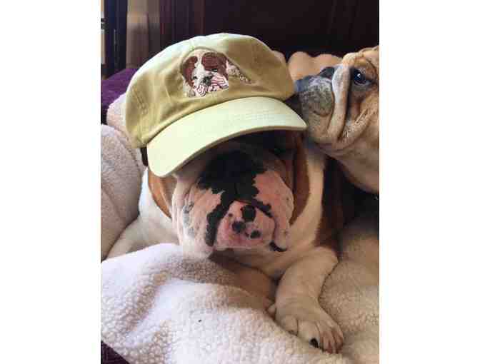 Violet the LIBR Bulldog Hat #2