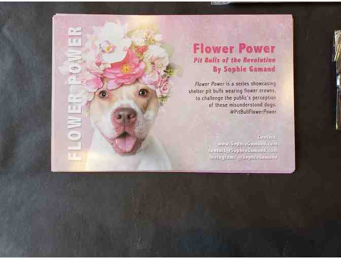 Sophie Gamand Pit Bull Power package