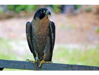 Center for Wildlife in York, Maine - tour for up to 12 people