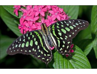 The Butterfly Place in Westford, Massachusetts - certificate for $35