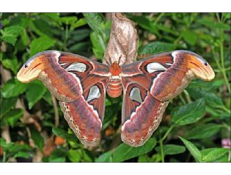 The Butterfly Place in Westford, Massachusetts - certificate for $35