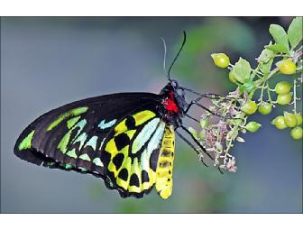 The Butterfly Place in Westford, Massachusetts - certificate for $35