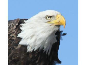 Bar Harbor Nature Cruise
