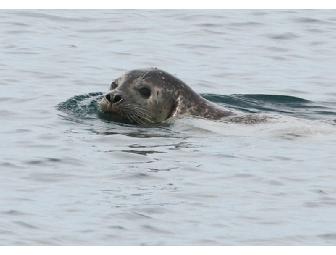 Bar Harbor Nature Cruise