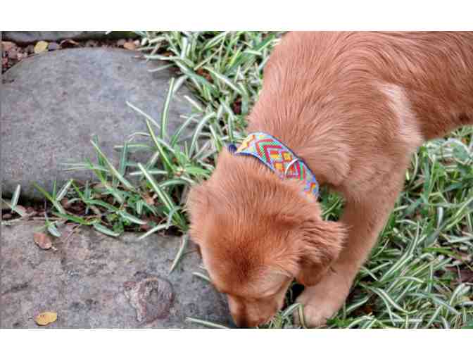 Handmade Dog Collars by Love Barks - M