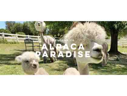 Alpaca Paradise Farm Tour for 4