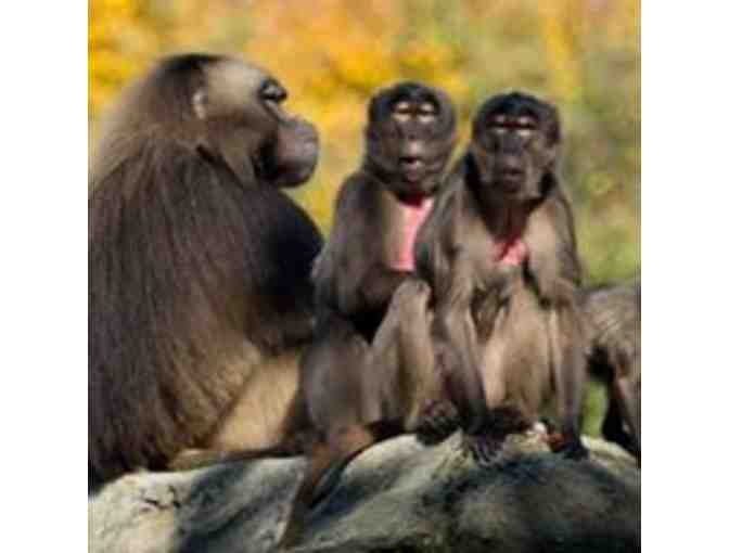 Bronx Zoo: Four General Admission Tickets