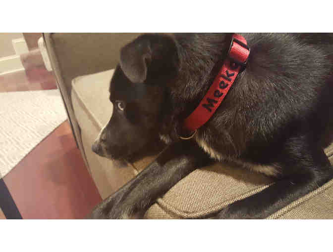 Custom Embroidered Dog Collar Small