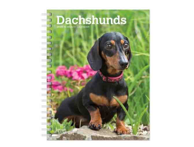 2020 Dachshund 16-Month Calendar - Photo 1